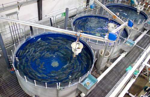 Aquaponics or aquaculture Antigua and Barbuda gets hooked on aquaponics